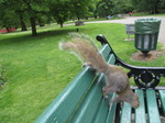 SX06615 Grey Squirrel (Sciurus carolinensis) jumping off park bench.jpg